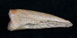 Cretaceous Crocodile (Leidyosuchus) Claw #10409-1